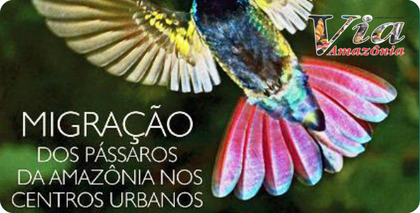 guia-terra-santa-via-amazonia-banner5